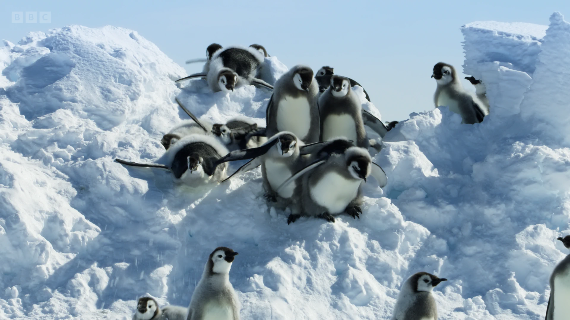 Emperor penguin (Aptenodytes forsteri) as shown in Frozen Planet II - Frozen Worlds